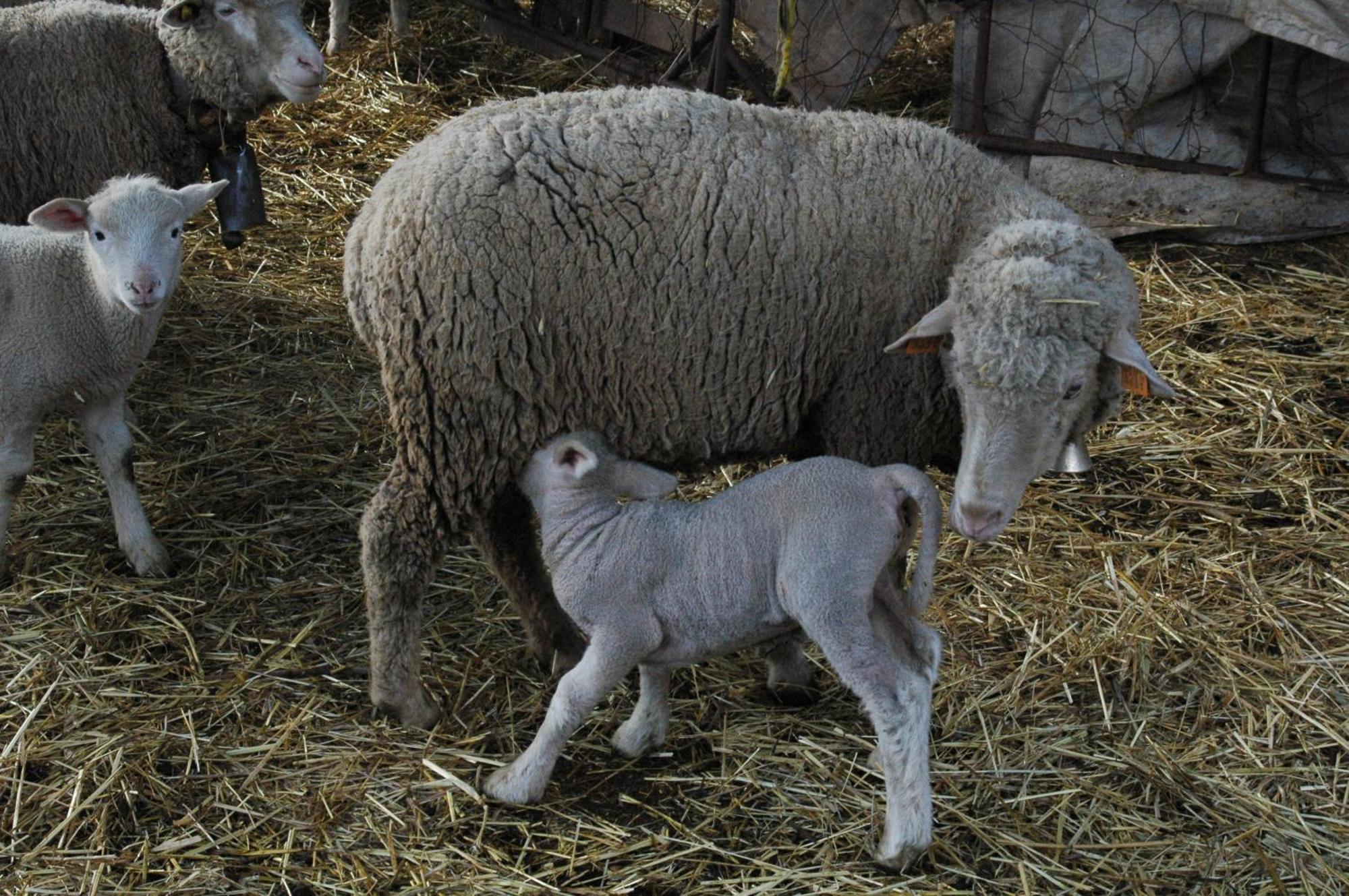 Quinta Do Vaqueirinho - Agro-Turismo Villa Marvão Eksteriør billede